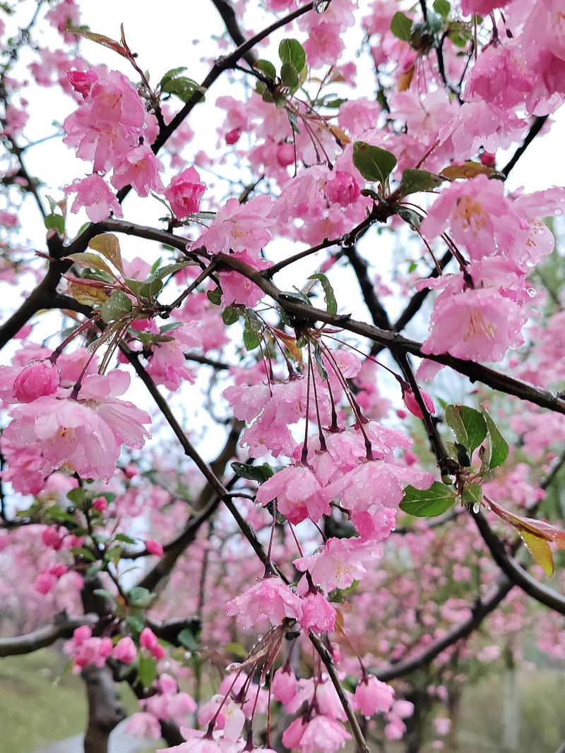 海棠花什么时候开，海棠花图片，海棠花一般在什么时候开花