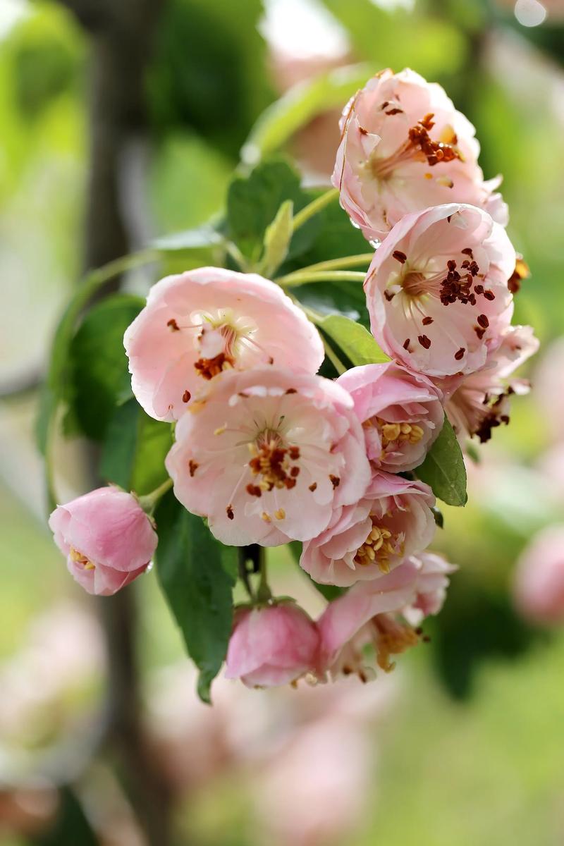 海棠花什么时候开，海棠花图片，海棠花一般在什么时候开花-第3张图片-优品飞百科