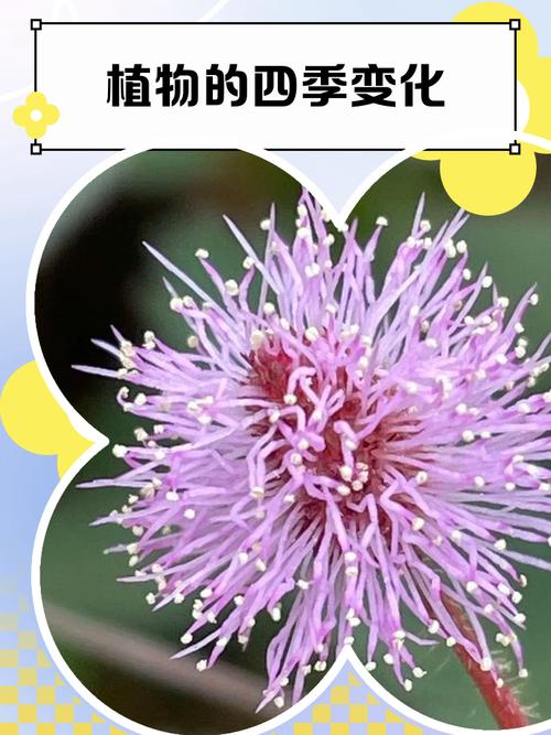 冬天植物的变化，秋天植物的变化，冬天植物的变化,秋天植物的变化是什么？