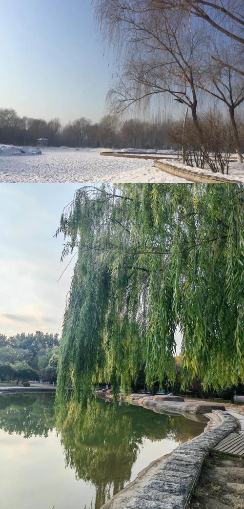 冬天植物的变化，秋天植物的变化，冬天植物的变化,秋天植物的变化是什么？-第2张图片-优品飞百科