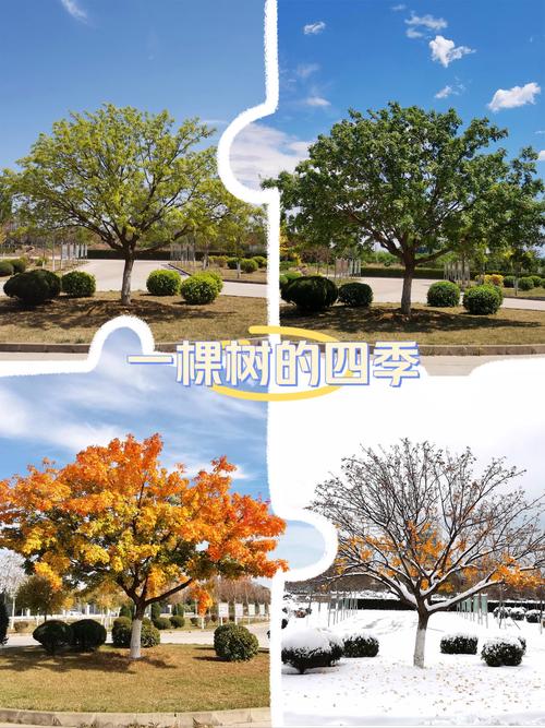 冬天植物的变化，秋天植物的变化，冬天植物的变化,秋天植物的变化是什么？-第5张图片-优品飞百科