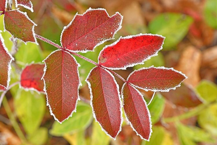 冬天植物的变化，秋天植物的变化，冬天植物的变化,秋天植物的变化是什么？-第6张图片-优品飞百科