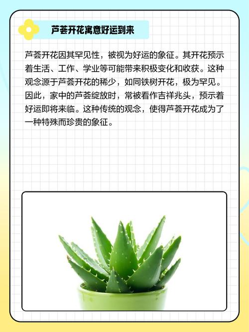 芦荟的花语和传说，芦荟的寓意和象征意义-第2张图片-优品飞百科