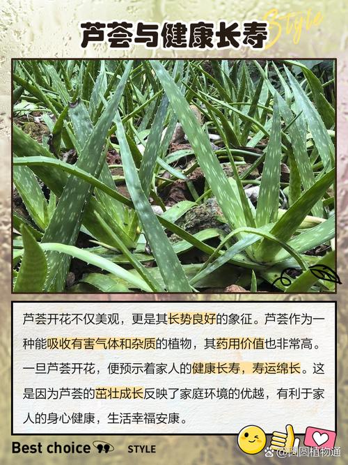 芦荟的花语和传说，芦荟的寓意和象征意义-第3张图片-优品飞百科
