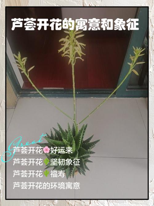 芦荟的花语和传说，芦荟的寓意和象征意义-第4张图片-优品飞百科
