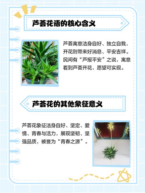 芦荟的花语和传说，芦荟的寓意和象征意义-第5张图片-优品飞百科