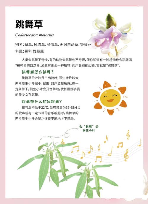 跳舞草的花语和传说，跳舞草植物图片-第1张图片-优品飞百科