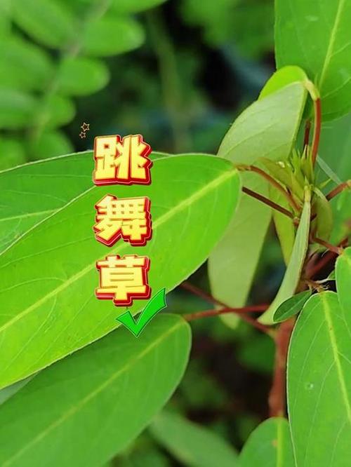 跳舞草的花语和传说，跳舞草植物图片-第2张图片-优品飞百科