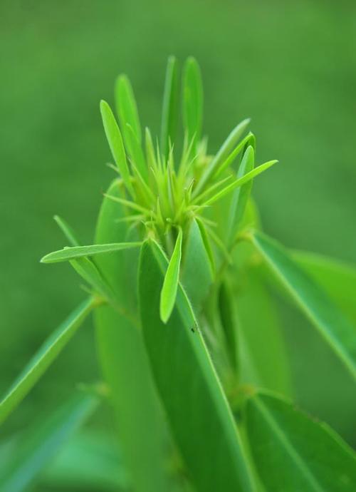 跳舞草的花语和传说，跳舞草植物图片-第3张图片-优品飞百科