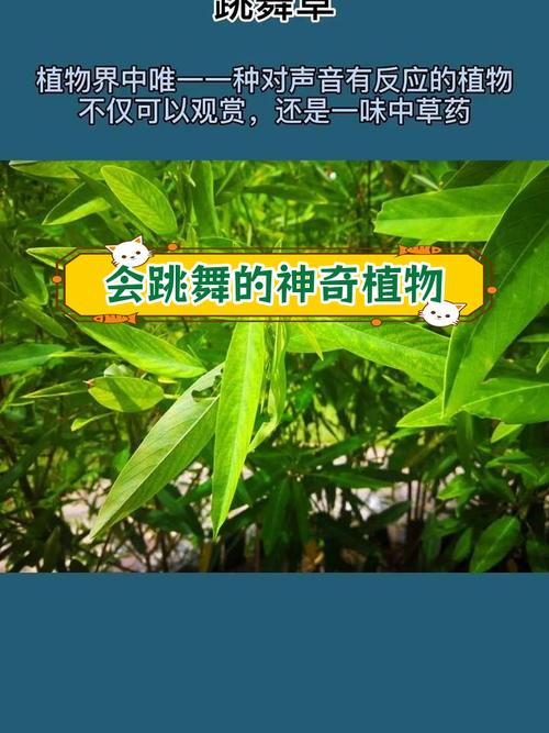 跳舞草的花语和传说，跳舞草植物图片-第4张图片-优品飞百科