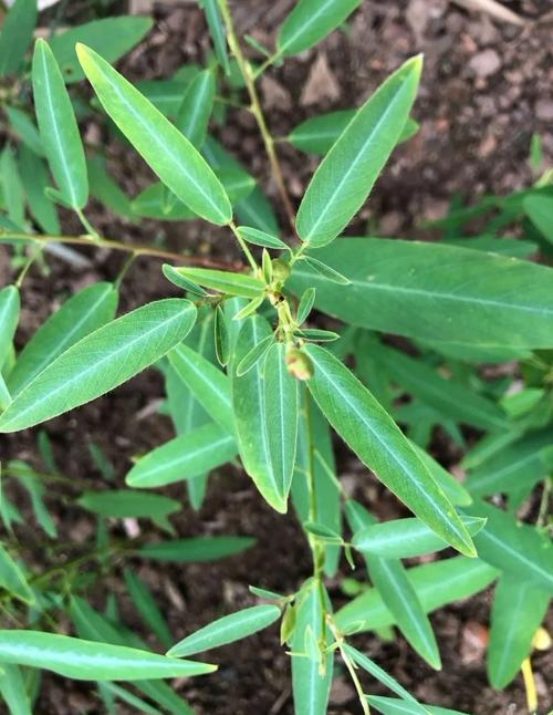 跳舞草的花语和传说，跳舞草植物图片-第6张图片-优品飞百科