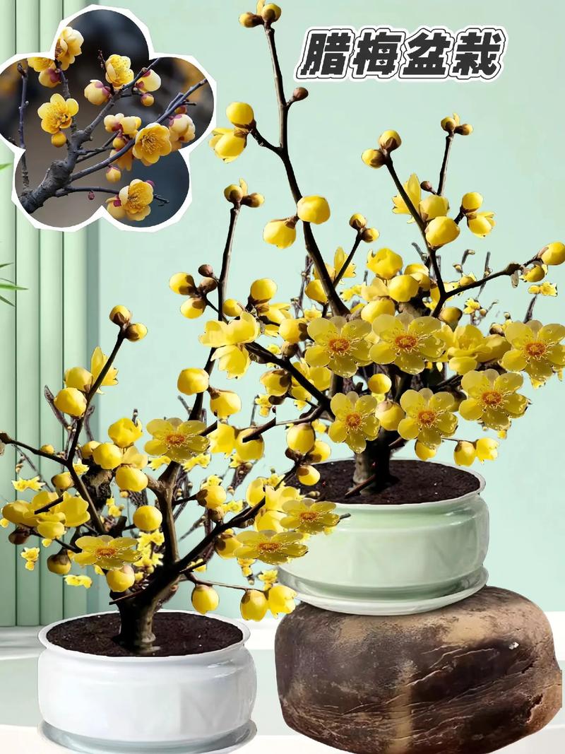 腊梅的风水学应用，腊梅摆放位置？-第1张图片-优品飞百科