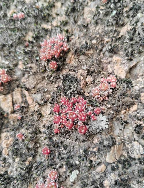 瓦松的功效与作用，瓦松的功效与作用,瓦松的副作用-第1张图片-优品飞百科