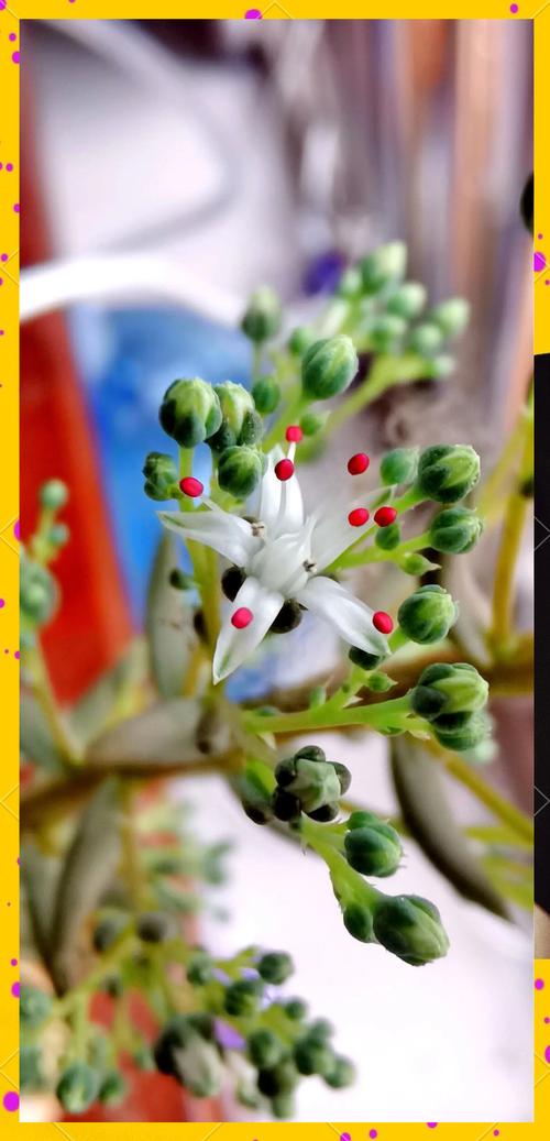 瓦松的功效与作用，瓦松的功效与作用,瓦松的副作用-第2张图片-优品飞百科