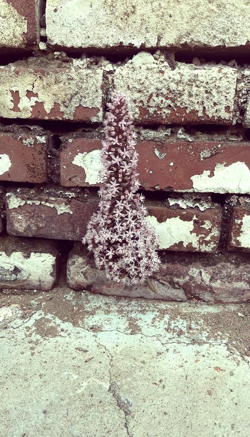 瓦松的功效与作用，瓦松的功效与作用,瓦松的副作用-第3张图片-优品飞百科