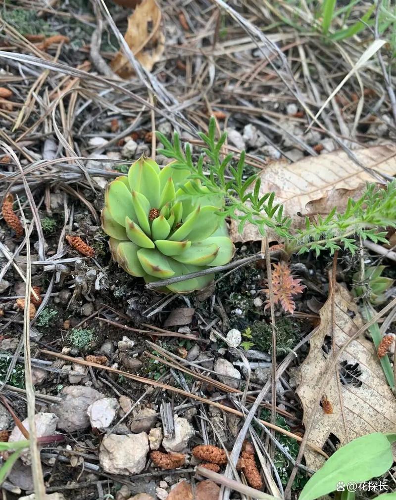 瓦松的功效与作用，瓦松的功效与作用,瓦松的副作用-第4张图片-优品飞百科