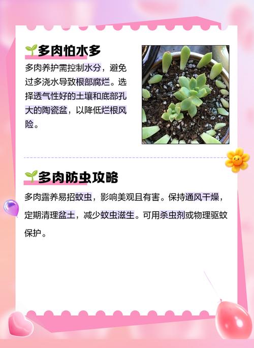 瓦松的功效与作用，瓦松的功效与作用,瓦松的副作用-第5张图片-优品飞百科