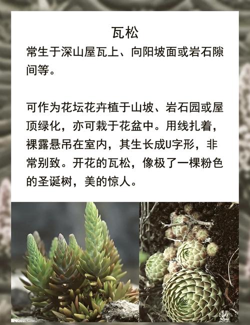 瓦松的功效与作用，瓦松的功效与作用,瓦松的副作用-第6张图片-优品飞百科