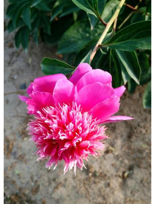 芍药花的寓意和象征，芍药花的寓意和象征诗句有哪些？