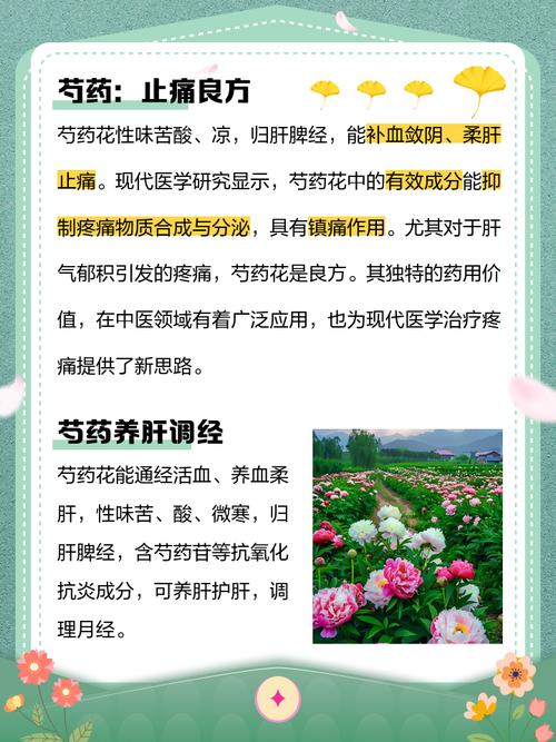 芍药花的寓意和象征，芍药花的寓意和象征诗句有哪些？-第2张图片-优品飞百科