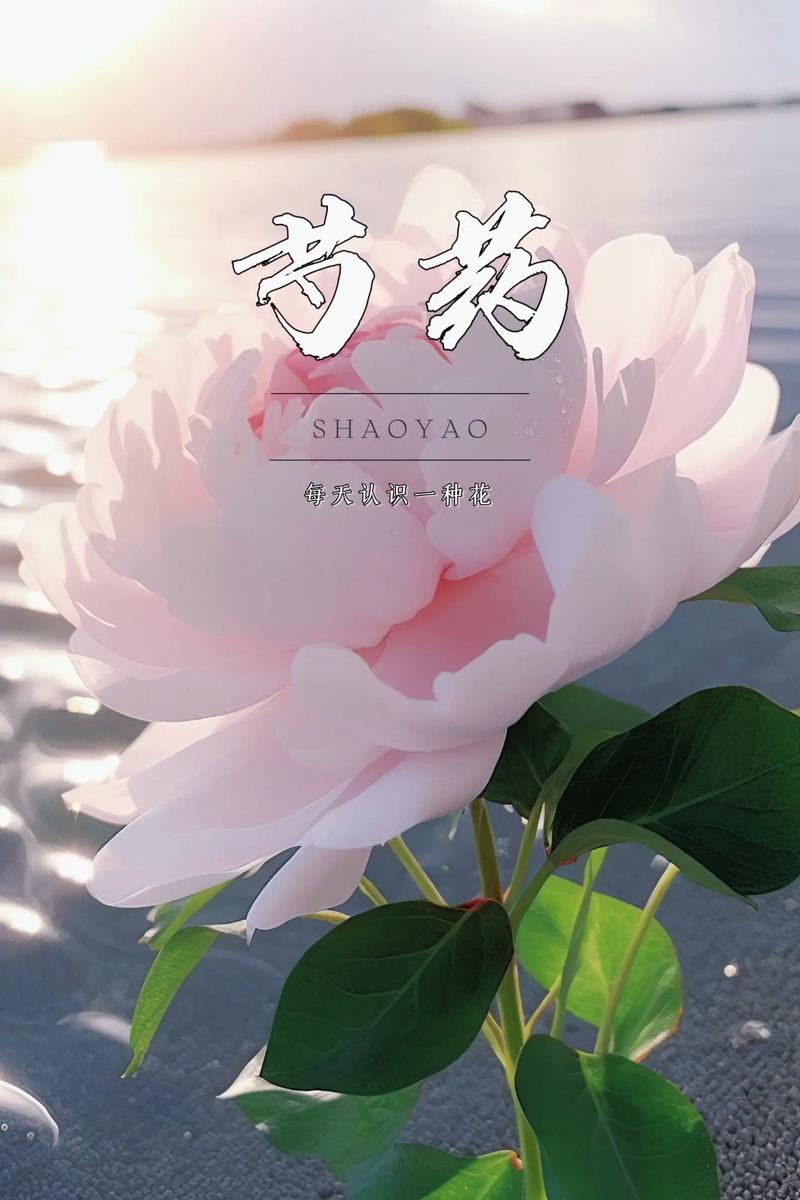 芍药花的寓意和象征，芍药花的寓意和象征诗句有哪些？-第3张图片-优品飞百科