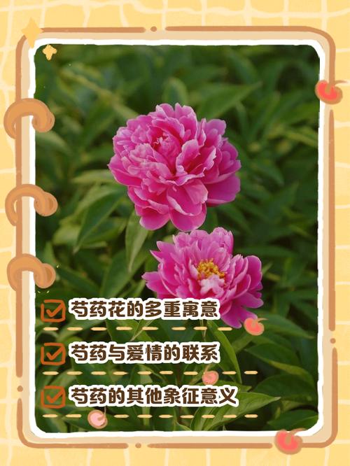 芍药花的寓意和象征，芍药花的寓意和象征诗句有哪些？-第4张图片-优品飞百科