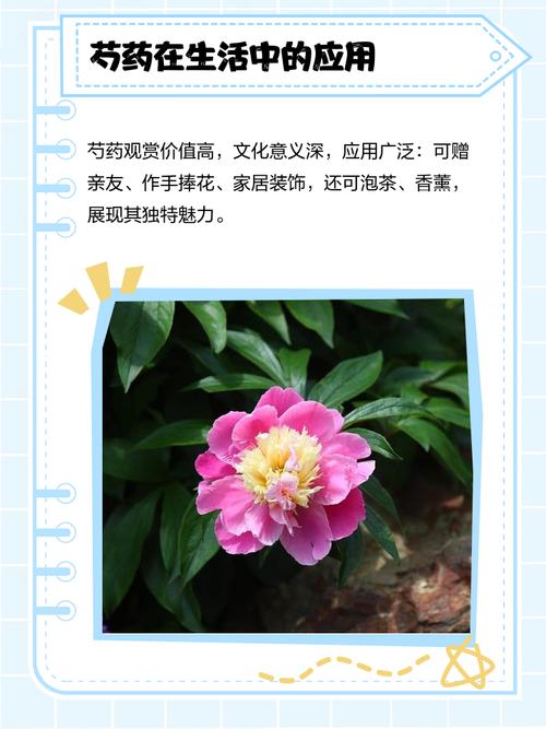 芍药花的寓意和象征，芍药花的寓意和象征诗句有哪些？-第5张图片-优品飞百科