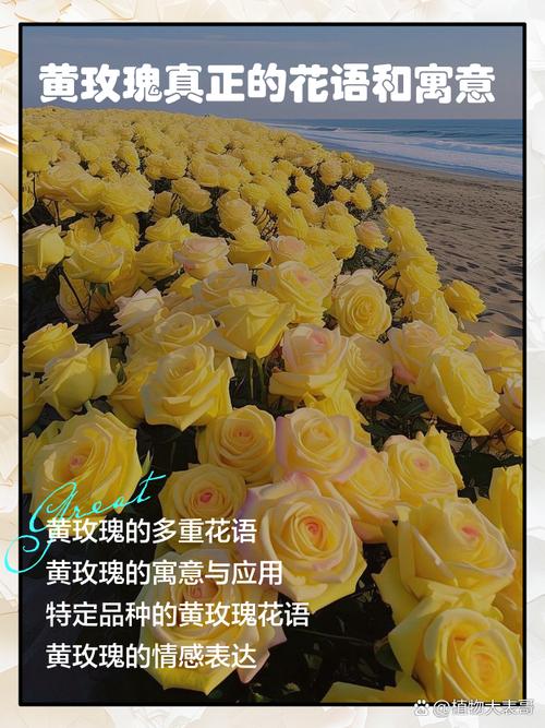 黄玫瑰代表什么，黄玫瑰图片，黄玫瑰代表的含义-第1张图片-优品飞百科