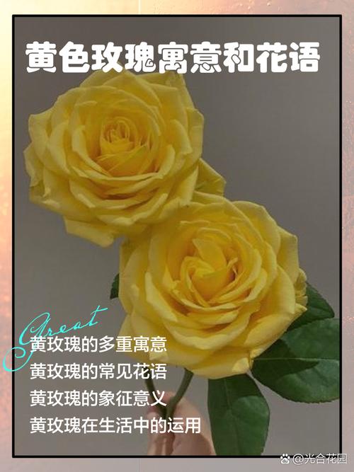 黄玫瑰代表什么，黄玫瑰图片，黄玫瑰代表的含义-第2张图片-优品飞百科