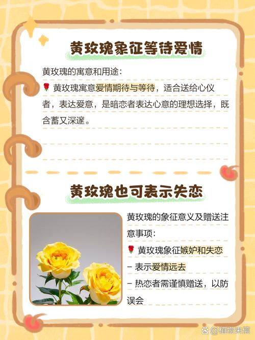 黄玫瑰代表什么，黄玫瑰图片，黄玫瑰代表的含义-第5张图片-优品飞百科