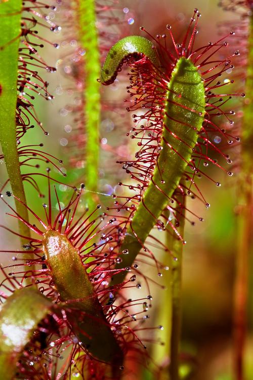 茅膏菜的功效和作用？茅膏菜的功效和作用及禁忌？-第2张图片-优品飞百科