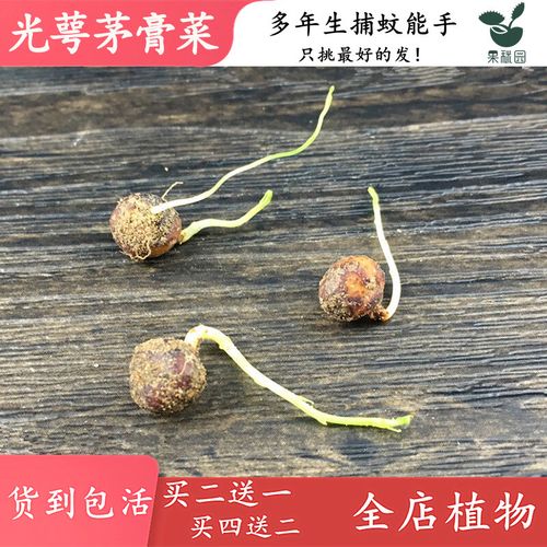 茅膏菜的功效和作用？茅膏菜的功效和作用及禁忌？-第3张图片-优品飞百科