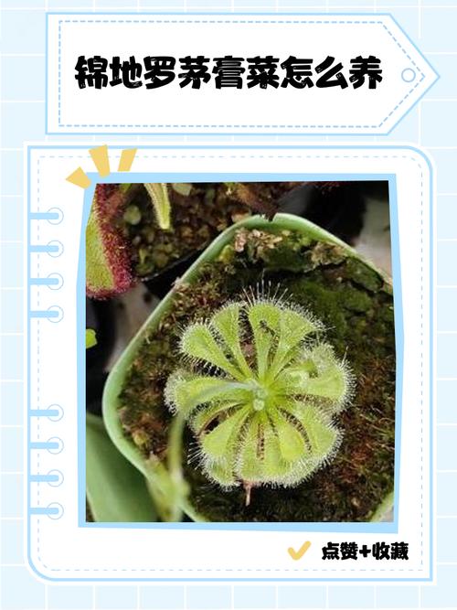 茅膏菜的功效和作用？茅膏菜的功效和作用及禁忌？-第4张图片-优品飞百科