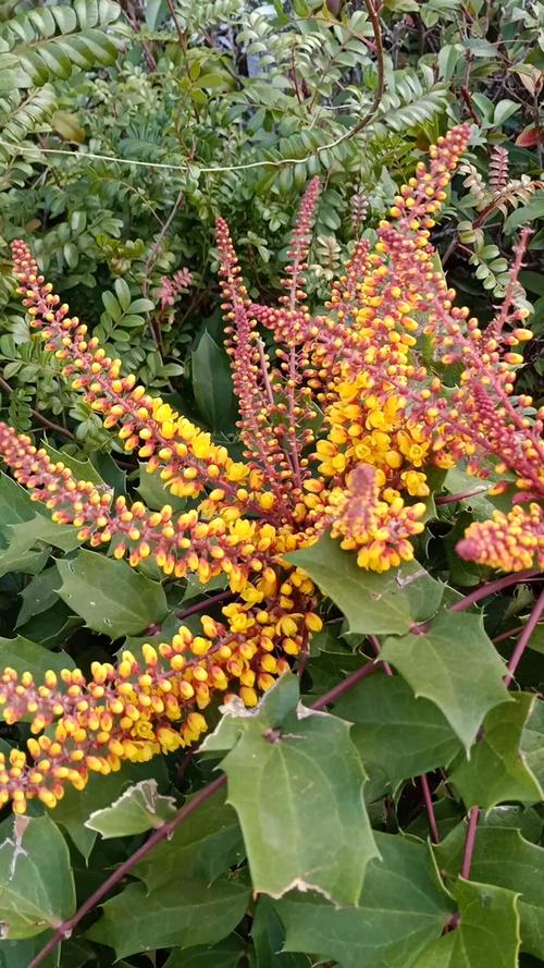 宽苞前十功劳什么意思，宽叶前十功劳的功効？