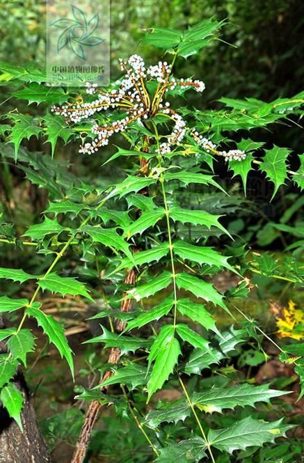 宽苞前十功劳什么意思，宽叶前十功劳的功効？-第2张图片-优品飞百科