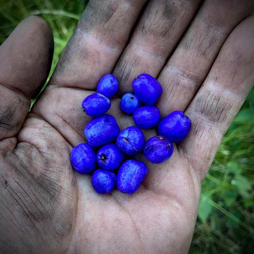 宽苞前十功劳什么意思，宽叶前十功劳的功効？-第3张图片-优品飞百科