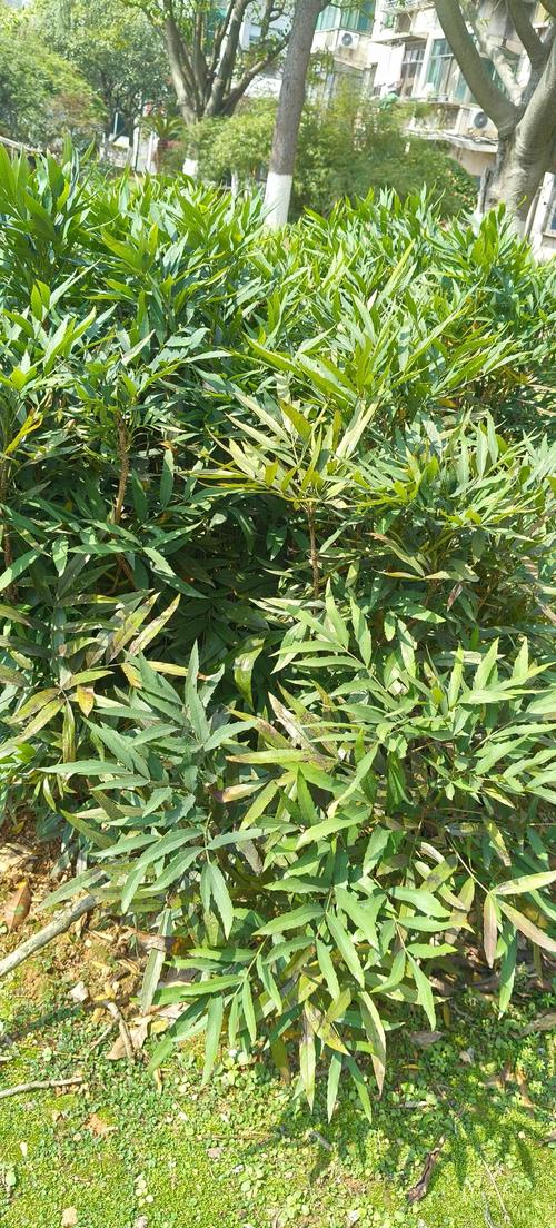 宽苞前十功劳什么意思，宽叶前十功劳的功効？-第5张图片-优品飞百科