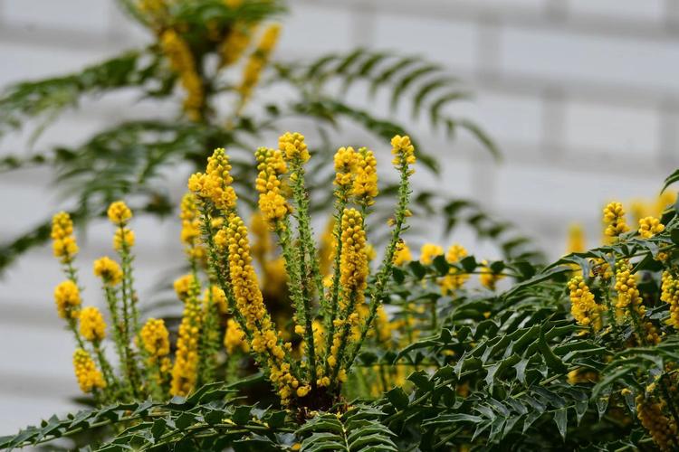 宽苞前十功劳什么意思，宽叶前十功劳的功効？-第6张图片-优品飞百科