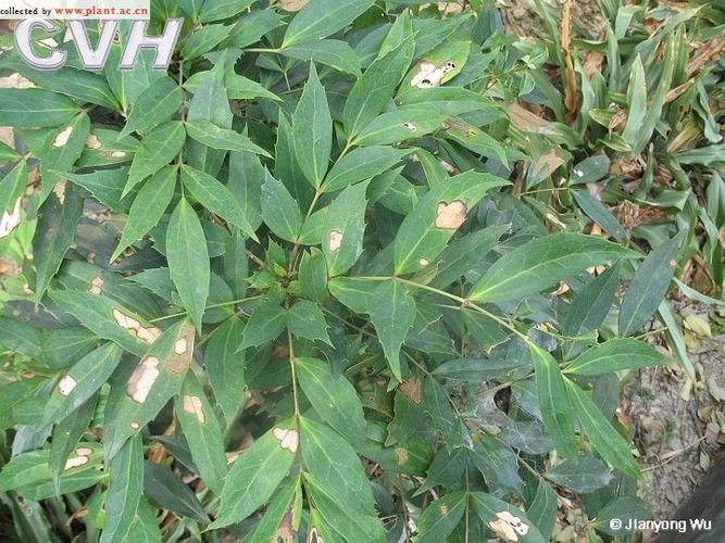 宽苞前十功劳什么意思，宽叶前十功劳的功効？-第7张图片-优品飞百科