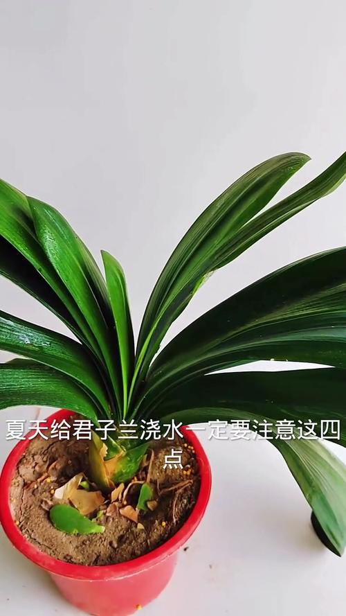 新栽的君子兰要不要浇水？新种的君子兰浇水要浇透吗？-第1张图片-优品飞百科