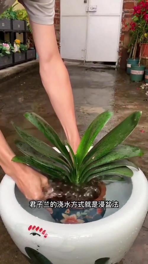 新栽的君子兰要不要浇水？新种的君子兰浇水要浇透吗？-第2张图片-优品飞百科