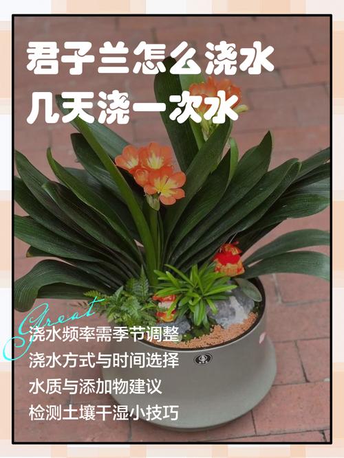 新栽的君子兰要不要浇水？新种的君子兰浇水要浇透吗？-第3张图片-优品飞百科