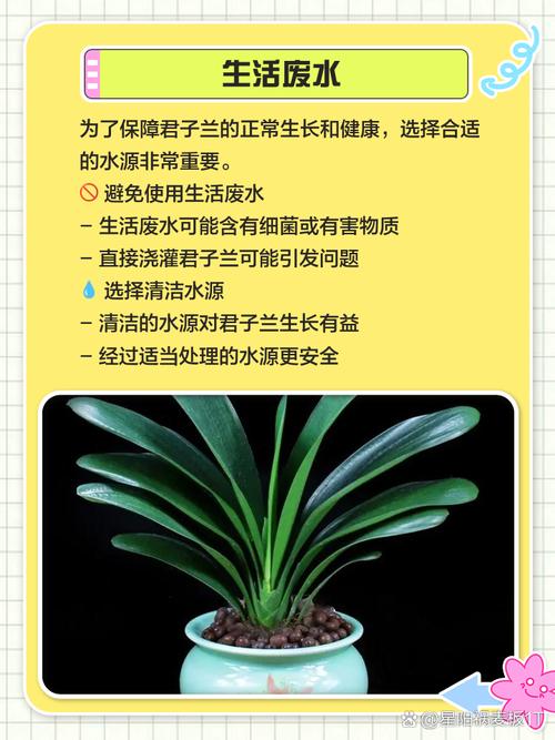 新栽的君子兰要不要浇水？新种的君子兰浇水要浇透吗？-第4张图片-优品飞百科