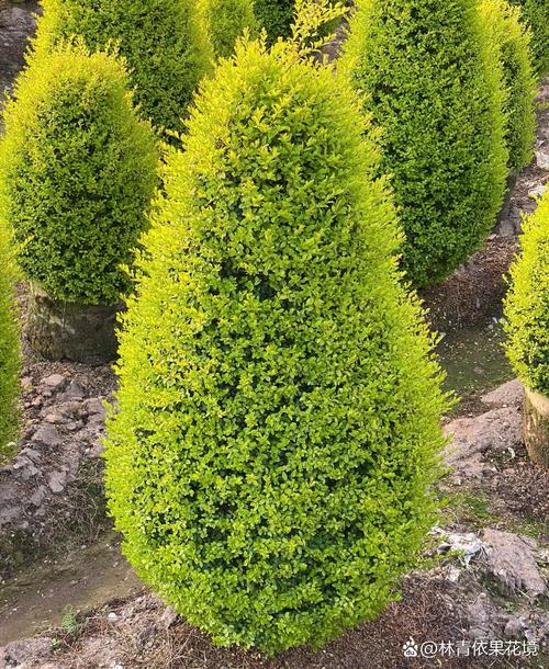 女贞子树长什么样,女贞盆景用什么土?女贞子树的种植技术?-第1张图片-优品飞百科 女贞子树长什么样,女贞盆景用什么土?女贞子树的种植技术?-第1张图片-优品飞百科