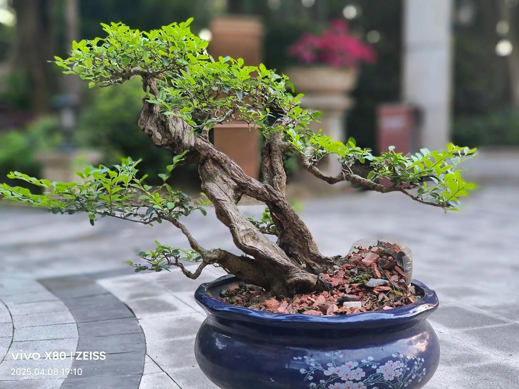 女贞子树长什么样,女贞盆景用什么土?女贞子树的种植技术?-第2张图片-优品飞百科 女贞子树长什么样,女贞盆景用什么土?女贞子树的种植技术?-第2张图片-优品飞百科