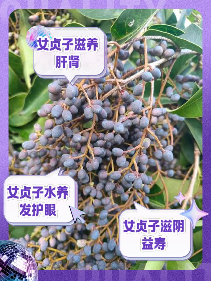 女贞子树长什么样,女贞盆景用什么土?女贞子树的种植技术?-第3张图片-优品飞百科 女贞子树长什么样,女贞盆景用什么土?女贞子树的种植技术?-第3张图片-优品飞百科