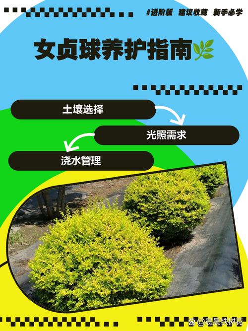 女贞子树长什么样,女贞盆景用什么土?女贞子树的种植技术?-第4张图片-优品飞百科 女贞子树长什么样,女贞盆景用什么土?女贞子树的种植技术?-第4张图片-优品飞百科