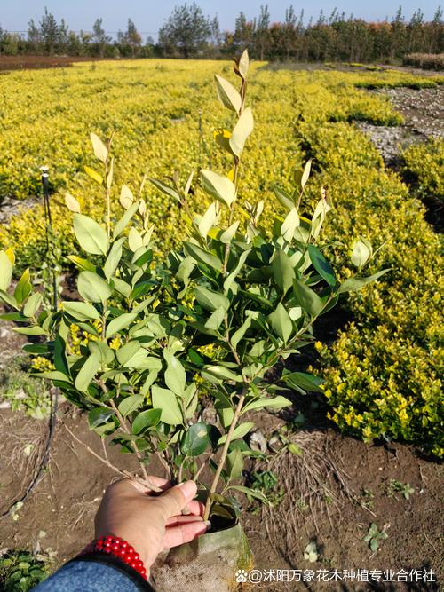 女贞子树长什么样,女贞盆景用什么土?女贞子树的种植技术?-第5张图片-优品飞百科 女贞子树长什么样,女贞盆景用什么土?女贞子树的种植技术?-第5张图片-优品飞百科