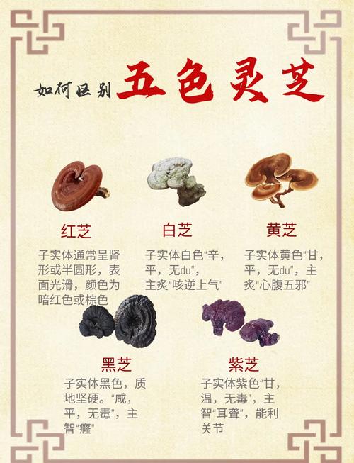 岩须（水灵芝）的功效与作用？岩须的药用价值？-第1张图片-优品飞百科