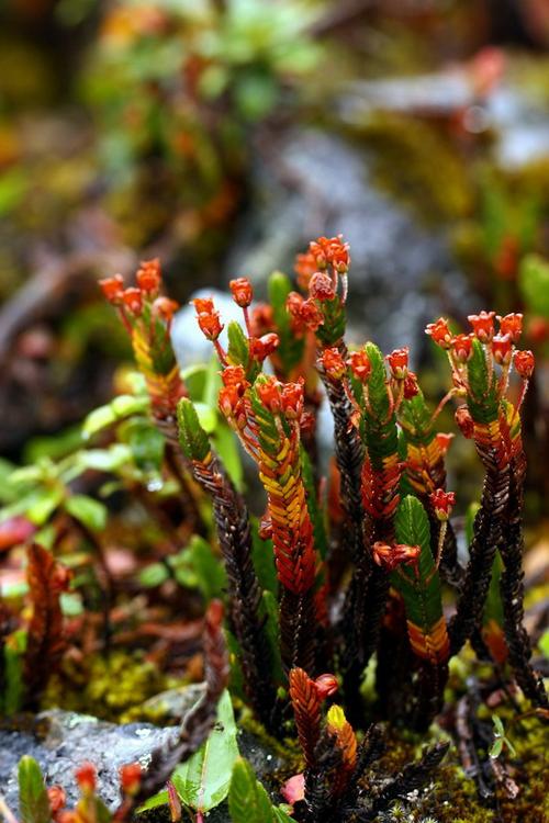 岩须（水灵芝）的功效与作用？岩须的药用价值？-第2张图片-优品飞百科